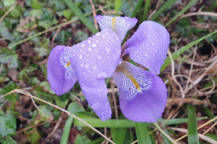 Iris by Alice Henderson