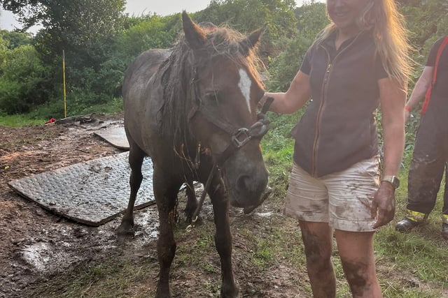 Tails from South Moor by Vet Jess MacPhail | Stuck in the Muck 