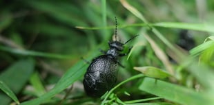 Rare oil beetles found in South Hams