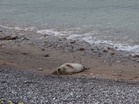 Public urged to keep clear of grey seal on South Devon beaches