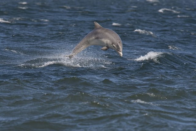 Spot marine wildlife at Bolberry Down