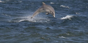 Spot marine wildlife at Bolberry Down