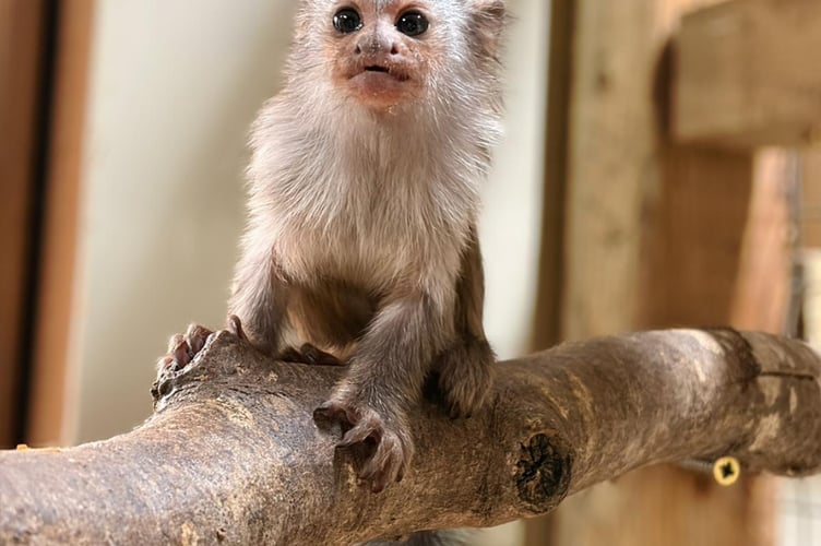 Dartmoor Zoo is marking its most successful year. Picture by Dartmoor Zoo.