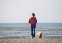 Dog licensing could return, RSPCA asks for views