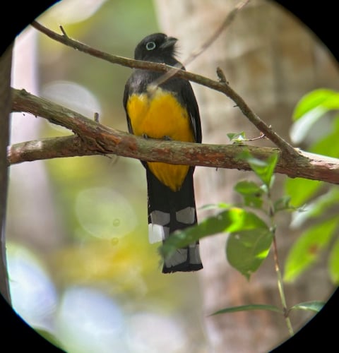 Black Headed Trogon - Elaine Hitch