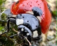 Nature Diary by Gary Jolliffe | Getting out in nature is essential