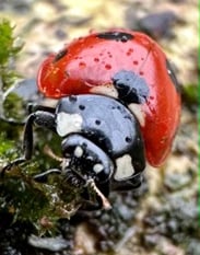 Nature Diary by Gary Jolliffe | Getting out in nature is essential