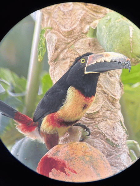 Collared aracari - Elaine Hitch