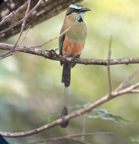Turquoise-browed motmot - Elaine Hitch