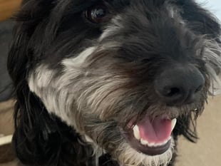 Tails from South Moor by vet Freya Lawrence | Treat that Itch!