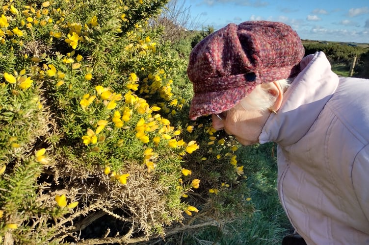Enjoying the scent of gorse - Fiona van Es