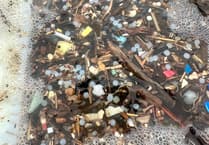 Nature Diary by Gary Jolliffe | Rise in seabird deaths in South Hams