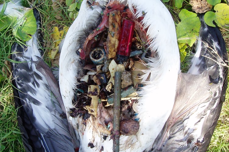 Laysan Albatros Source Wikimedia Commons