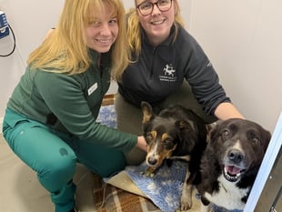 Tails from South Moor by Vet Hayley Coates| Toxic Waste