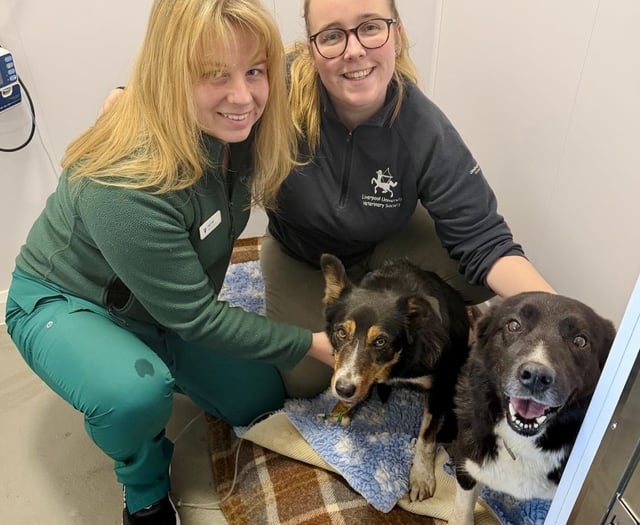 Tails from South Moor by Vet Hayley Coates| Toxic Waste