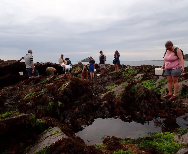 Join Devon Wildlife Trust's Shoresearch Survey at Wembury Beach