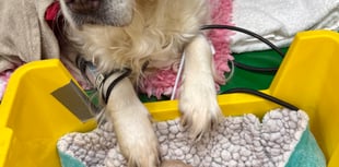 Tails from South Moor by Lucy Morrison | A Valentine's Day Surprise