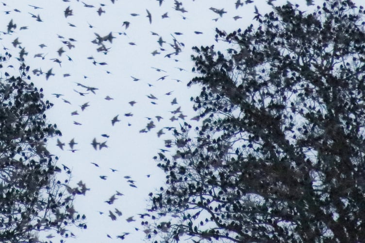 Starlings in a tree by Alice Henderson