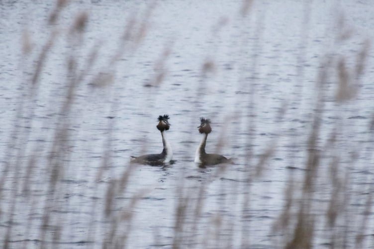 Courting Great Crested Grebes by Alice Henderson