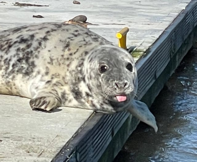 Dart Harbour celebrates International Seal Day with resident animals