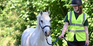Alan the rescue pony seeks a loving home