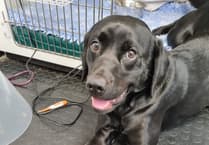 Labrador's dramatic recovery at South Moor Vets