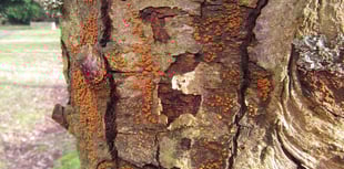 'Killer fungus' triggers emergency in South Devon