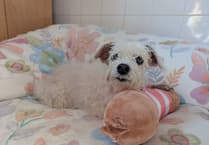 Help Fragile Faye find a comfortable retirement