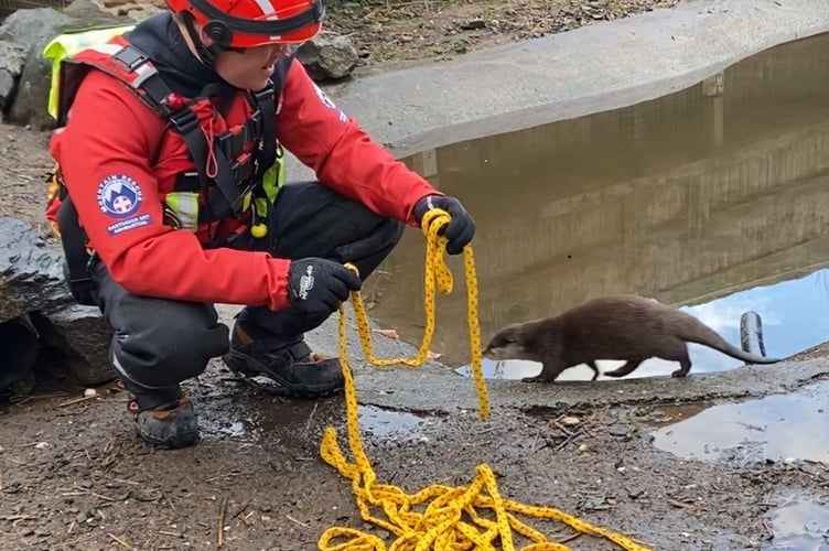 Leaning the ropes - a Dartmoor Search and Rescue Team Member training with an rescue otter