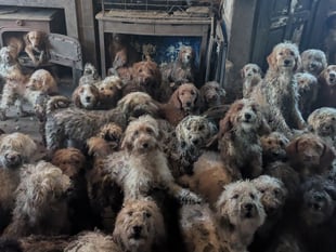 RSPCA urges pet adoption as large-scale rescues rise