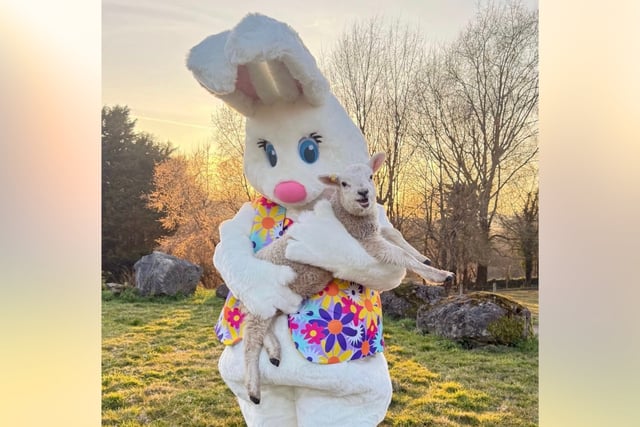Four South Hams attractions to see baby animals this Easter