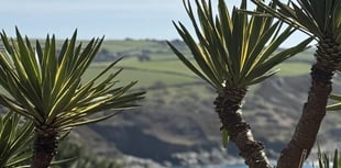 Explore Salcombe's Overbeck's Garden:  tours, walks and stunning views