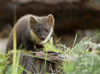 Pine martens thrive in the South West