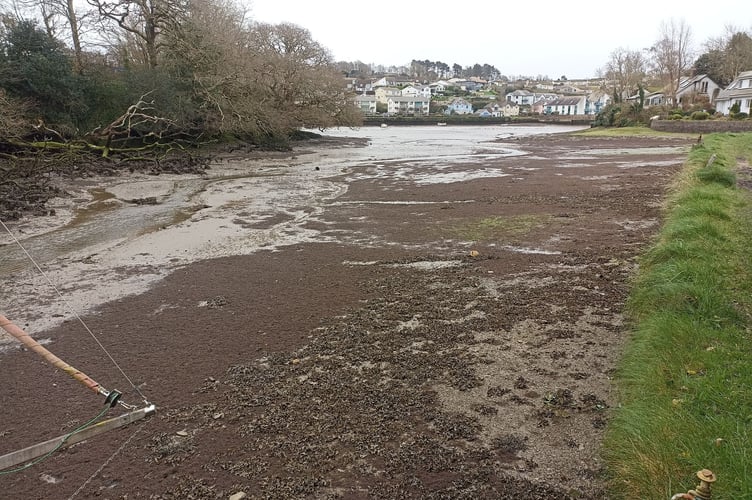 Worm Wart Weed over the mudflats in Tacket Wood Creek