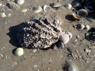 Managing invasive species in UK estuaries