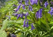 Join Deer Wood's bluebell art weekend