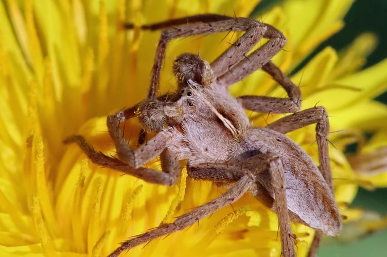 Nursery Web Spider by James Clark