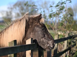Icelandic Horses thrive at Mare and Foal Sanctuary