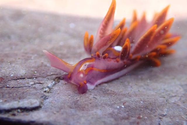 Rare fire-tipped sea slug spotted in Wembury signals climate change