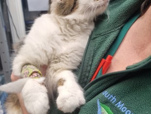 From Surgery to Sofa: Cat Neutering Explained
