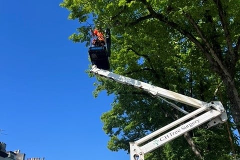 C & H Tree Surgery