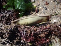 exploring rockpools' marine life