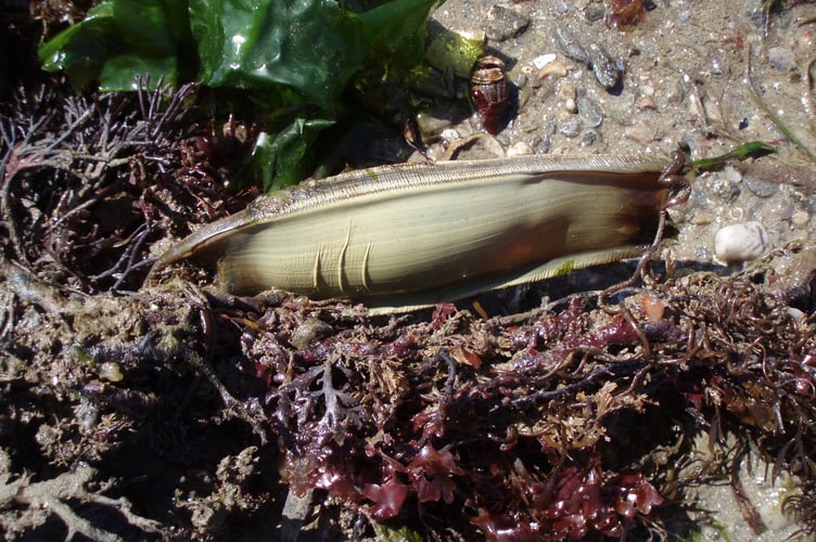 Catshark egg case - Nigel Mortimer