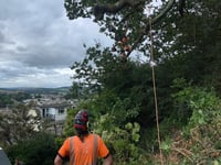 Skill, experience and strong relationships with C&H Tree Surgery