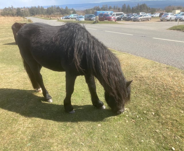 Rangers tackle fly-tipping and carrot throwing