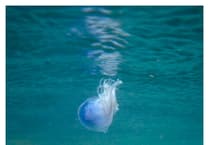 Stunning blue jellyfish photographed at Wembury — and yes, they do sting