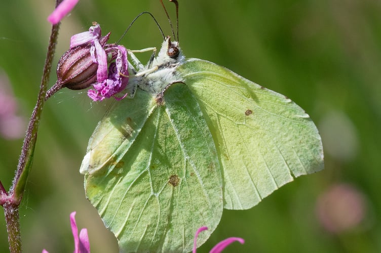 Brimstone butterfly - Gonepteryx rhamni by Geoff Foale 
