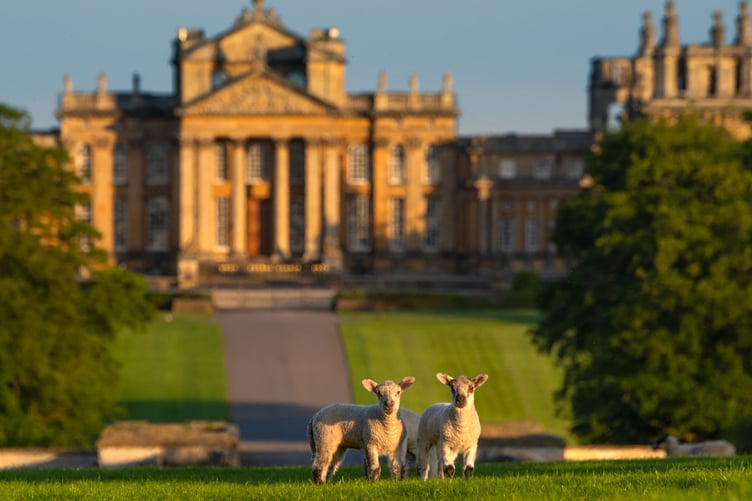 blenheim palace