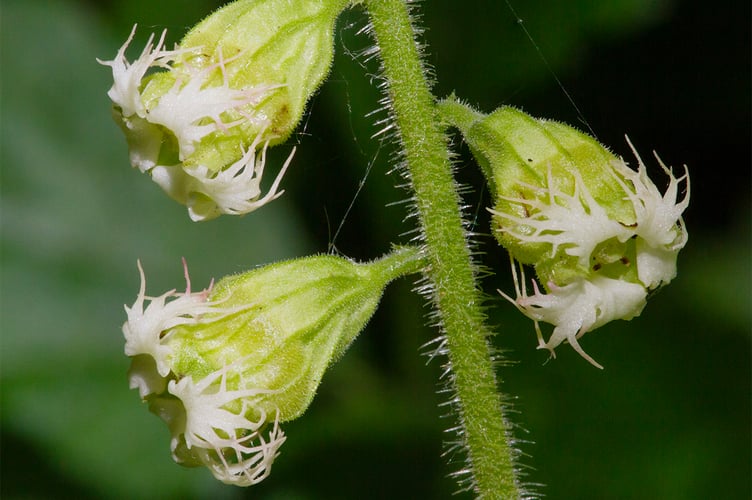 Fringecups - Tellima grandiflora - Geoff Foale