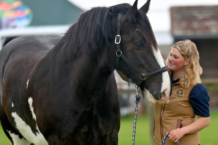 Devon County Show preview.Caitlyn Lyes with Clydesdale heavy horse Houston
